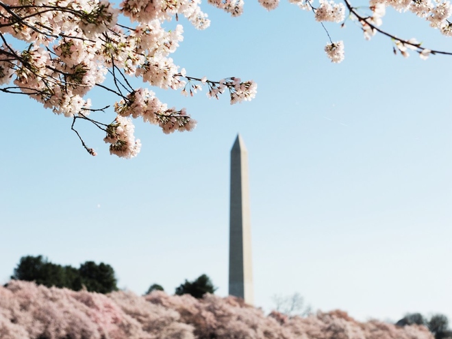 Hơn 1,5 triệu khách tham gia lễ hội hoa anh đào tại Washington DC hàng năm.