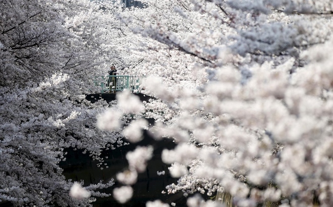Theo một số tài liệu, loài hoa đặc trưng Nhật Bản có nguồn gốc từ dãy Himalaya và xuất hiện ở đất nước mặt trời mọc từ hàng nghìn năm trước.
