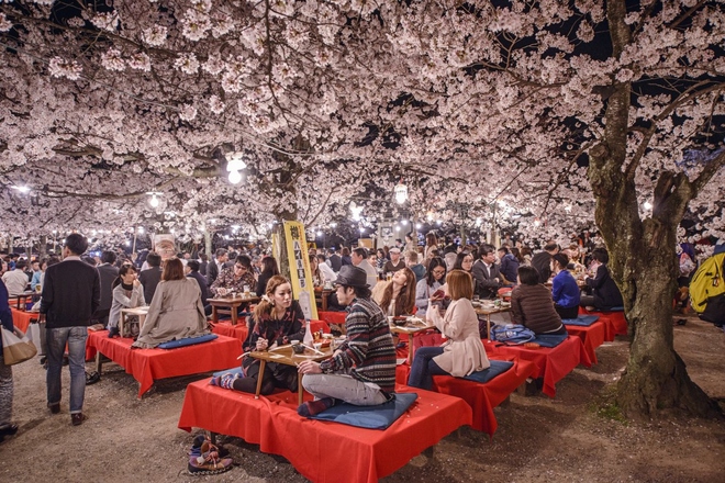 Cố đô Kyoto chính là nơi đẹp nhất cho các chuyến dã ngoại ngắm hoa kiểu Nhật. Trong khi những cây hoa anh đào bắt đầu nở, báo hiệu mùa xuân ở Nhật Bản thì loài hoa này còn đại diện cho sự mong manh của cuộc sống. 
