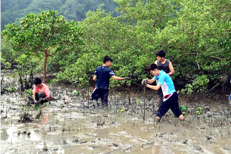 Học sinh Trường THPT Chuyên Hạ Long tham gia trồng rừng ngập mặn trên Vịnh Hạ Long.