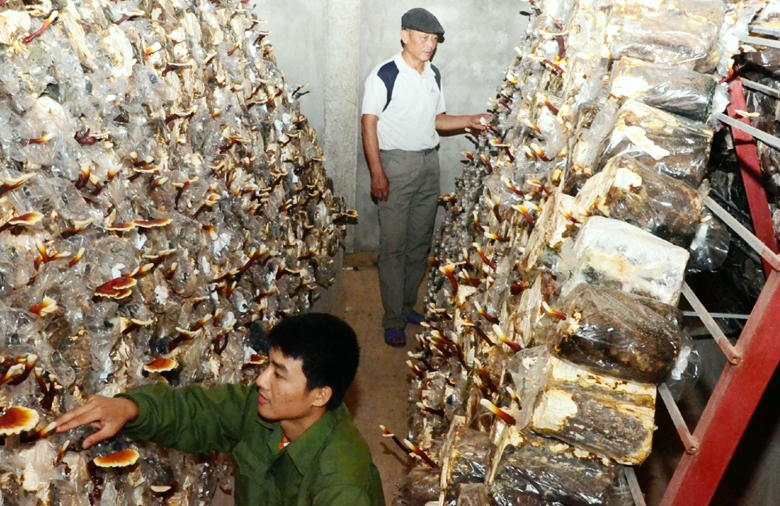 Chăm sóc nấm linh chi trong nhà nuôi kín tại trang trại nuôi nấm ở xã Đồng Lâm của Công ty CP Nấm Thịnh Phát.