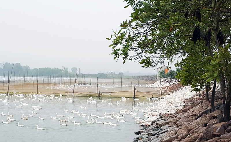 Đàn vịt biển của gia đình anh Phạm Hữu Cường, thôn 4, xã Đồng Rui được chăn thả tự nhiên, trên diện tích mặt nước ven đê rộng lớn.