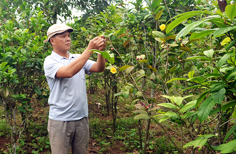 Anh Nịnh Văn Trắng, xã Đạp Thanh hiện là người duy nhất đứng ra bao tiêu sản phẩm trà hoa vàng cho bà con của huyện Ba Chẽ.