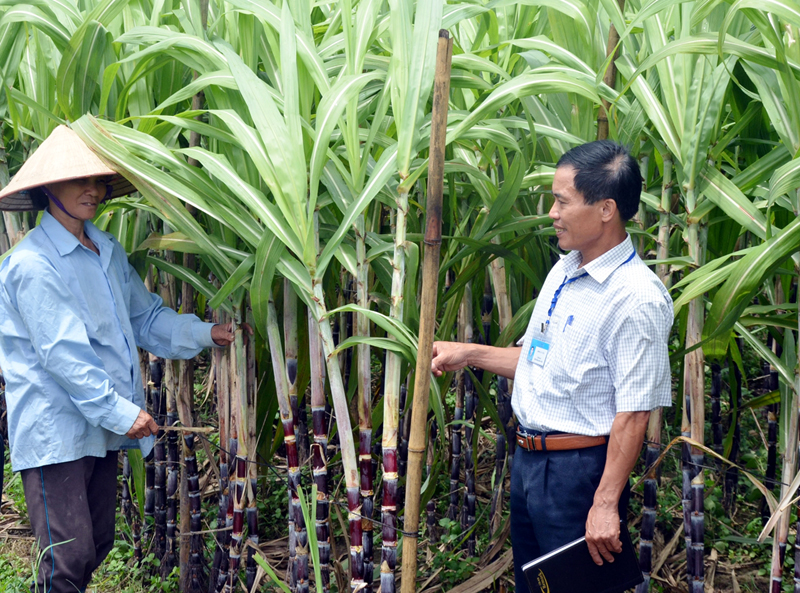 Đồng chí Đinh Văn Tiêu, Chủ tịch HND xã Dực Yên (huyện Đầm Hà), kiểm tra mô hình trồng mía của bà Trương Thị Lành, thôn Đông, xã Dực Yên.