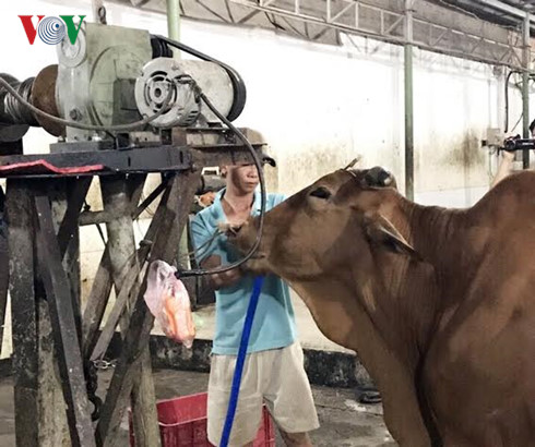 Bơm nước vào bò trước khi bán cho lò giết mổ gia súc của bà Võ Thị Thu Hà tại tổ 36, khu phố 8, phường Hố Nai, thành phố Biên Hòa, Đồng Nai.