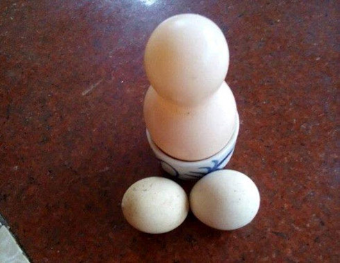 Quả trứng vô cùng đặc biệt có hình dáng giống như chiếc hồ lô (ảnh Tiến Dũng).