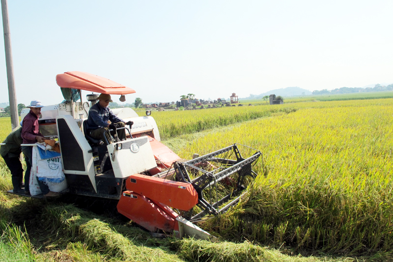 Máy gặt đập liên hợp Kobuta của HTX Hồng Phong hiện đảm bảo khâu thu hoạch cho khoảng 20% diện tích lúa trên địa bàn xã.
