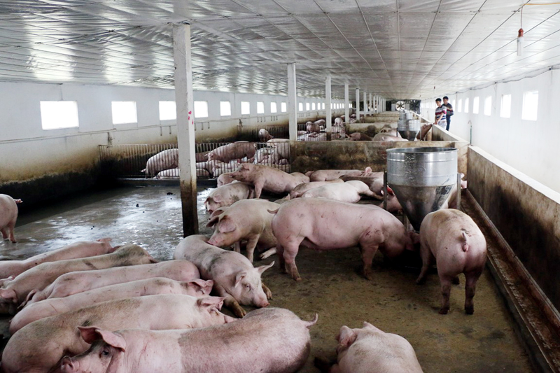 Do lợn rớt giá khiến đàn lợn của gia đình anh Nguyễn Đức Trường, thôn Quảng Mản, xã Bình Khê (TX Đông Triều) bị lỗ nặng và khó tiêu thụ.
