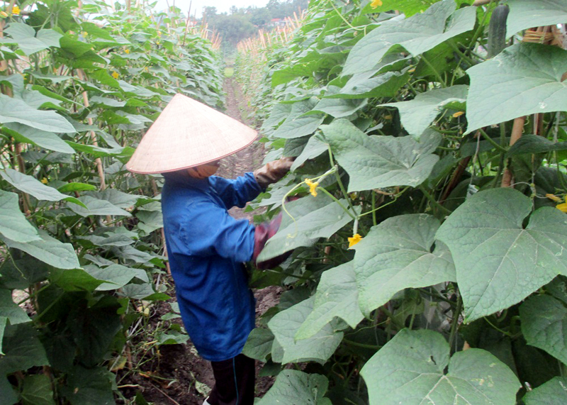 Thành viên HTX Nông nghiệp Hồng Hải (phường Hà Phong, TP Hạ Long) chăm sóc rau màu.
