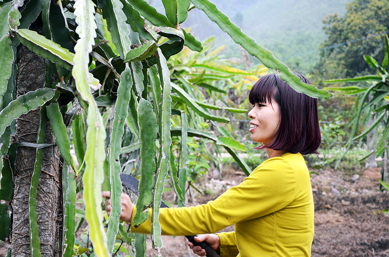 Mô hình trồng thanh long ruột đỏ của hộ gia đình chị Hoàng Thị Lụa, thôn Đồng Đặng, xã Đồng Lâm, huyện Hoành Bồ giúp gia đình chị bớt khó khăn.