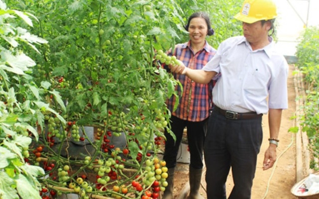 Nông dân huyện Đơn Dương (Lâm Đồng) trồng cà chua sạch trong nhà kính.