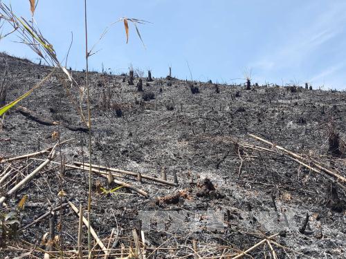 Hàng chục hecta rừng vừa bị tàn phá. Ảnh: Hưng Thịnh/TTXVN