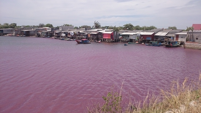Nước trong hồ đang chuyển dần sang mầu hồng tím.