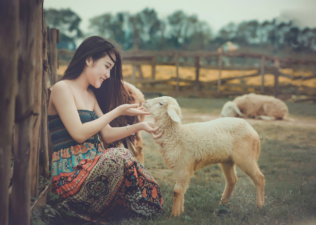 Trong những shoot hình đầu tiên, Anh Phương khá lúng túng khi tạo dáng với cừu.