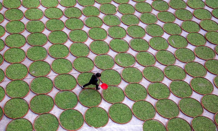   Người phụ nữ đi giữa những mẹt phơi lá trà của một công ty ở Dening, tỉnh Phúc Kiến.