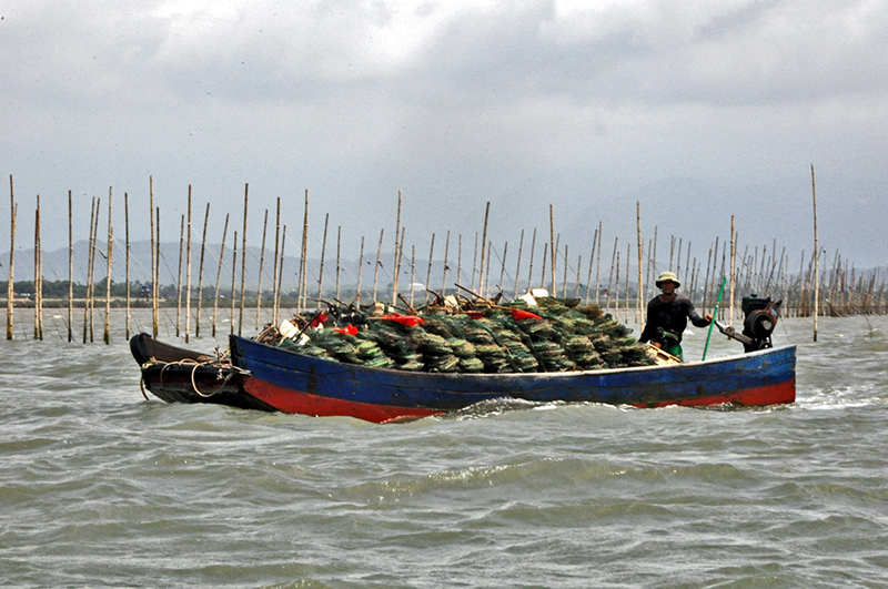 Khai thác thuỷ sản bằng lồng bát quái ảnh hưởng đến nguồn lợi thuỷ sản có nhiều tại vùng biển thuộc huyện Hải Hà.