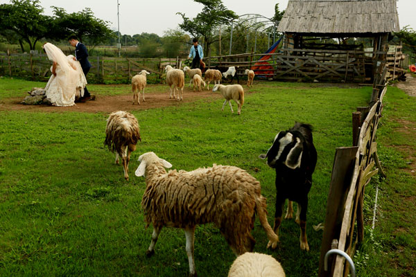 Du khách ngắm hoa xong, có thể vuốt ve, chụp với những chú cừu.