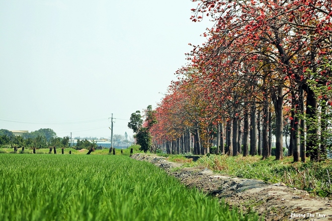 Nằm giữa những đồng lúa xanh ngát, con đường hoa gạo rực đỏ trải dài càng trở nên nổi bật, thu hút bất kỳ du khách nào vô tình đi qua.