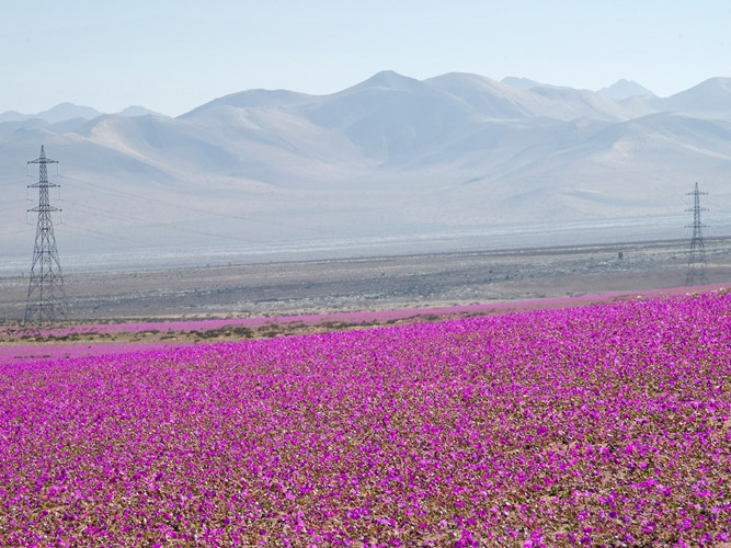   Trải dài qua biên giới của các quốc gia Chile, Peru, Bolivia và Argentina, Atacama ở Nam Mỹ là sa mạc khô cằn nhất thế giới với lượng mưa trung bình hằng năm còn chưa đạt tới 1mm. Tuy nhiên, trong những thời điểm hiếm hoi, hiện tượng “sa mạc nở hoa” diễn ra tạo nên cảnh quan tuyệt đẹp cho vùng đất này.