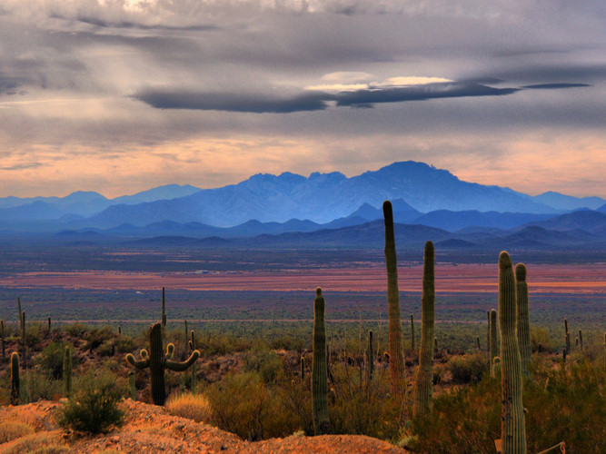   Sonoran là sa mạc nóng nhất Bắc Mỹ nhưng thảm động, thực vật nơi khô cằn này rất đa dạng và phong phú với nhiều loài độc đáo.
