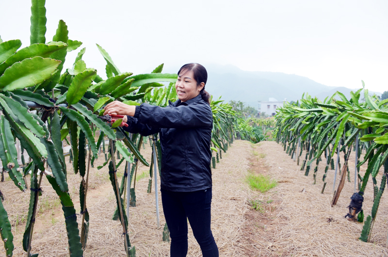 Mô hình trồng cây thanh long ruột đỏ TL5 theo phương pháp làm giàn của hộ chị Nguyễn Thị Ánh (thôn Nam Hải Ngoài, xã Nam Sơn, huyện Ba Chẽ).