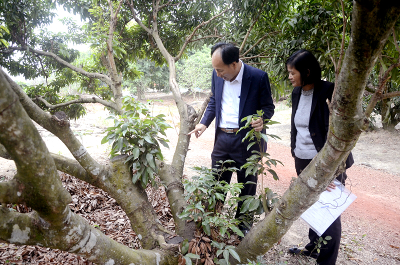 Cán bộ Chi cục Trồng trọt và Bảo vệ thực vật tỉnh và  Sở NN&PTNT kiểm tra hiện trạng cây vải tại xã Bình Khê, TX Đông Triều.