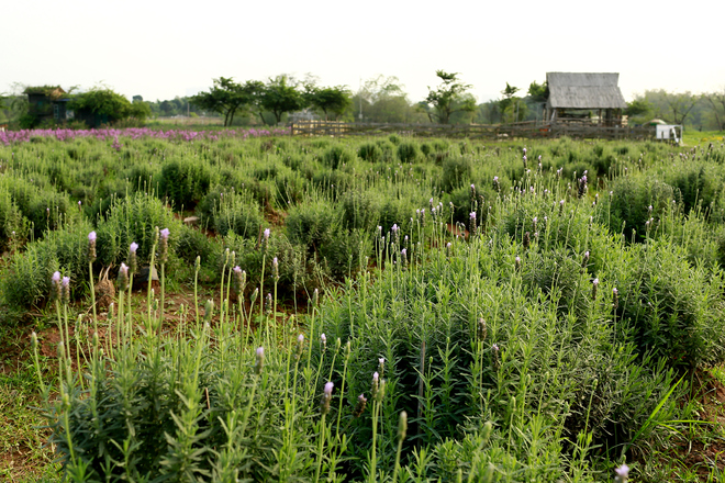 Vườn oải hương đang được nhiều người yêu hoa chia sẻ thời gian gần đây nằm ở Thảo Nguyên Hoa, địa chỉ Thạch Cầu, Long Biên, Hà Nội.