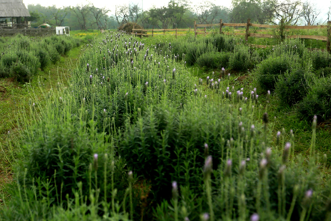 Chủ vườn cho biết diện tích trồng oải hương hiện khoảng 1.500 m2, hoa được nhân giống từ Đà Lạt, gồm 2 loại Lavandula dentata, Lavandula 'Goodwin Creek Grey' (một loại vòi dài và một loại vòi ngắn).