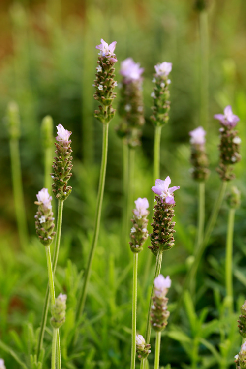 Hoa oải hương hay còn gọi là lavender đang vào mùa nở rộ. Tuy nhiên do thời tiết ở Hà Nội nóng ẩm thất thường, nên hoa không nở to, cho màu tím biếc như các vườn oải hương ở châu Âu.