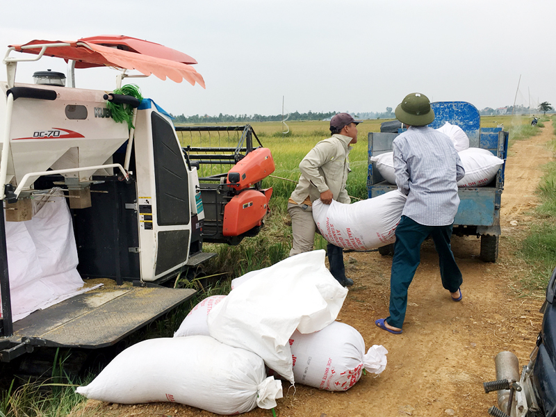 HTX Nông nghiệp dịch vụ Phong Lưu (phường Phong Cốc, TX Quảng Yên) thu hoạch lúa cho người dân.