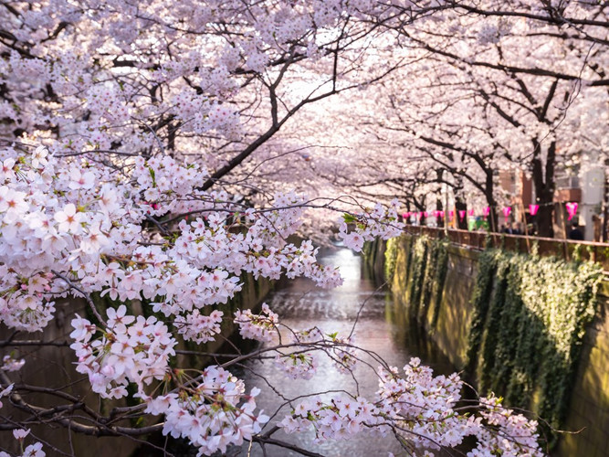   Tháng Tư là mùa hoa anh đào nở, do đó Nhật Bản chắc chắn là nơi mà bạn nên tới vào tháng Tư. Thưởng thức một hộp cơm bento bên dưới những tán hoa anh đào tuyệt đẹp đang nở rộ chắc chắn sẽ là trải nghiệm mà bạn sẽ không thể nào quên.