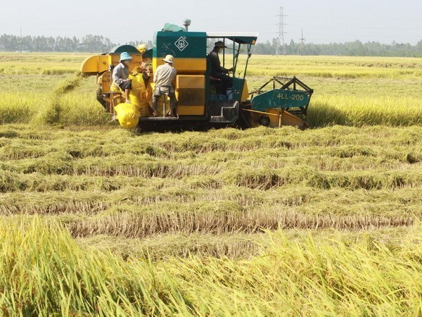 Các chuyên gia ADB cho rằng năng suất nông nghiệp của Việt Nam vẫn thấp so với các nước láng giềng. Ảnh minh họa. (Nguồn: TTXVN)