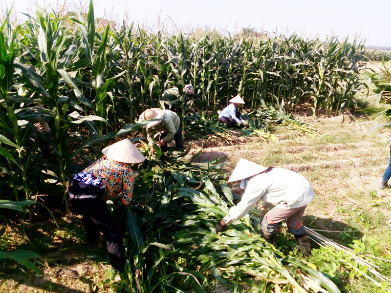 Thu hoạch ngô sinh khối tại xã Tân Lập, huyện Đầm Hà.