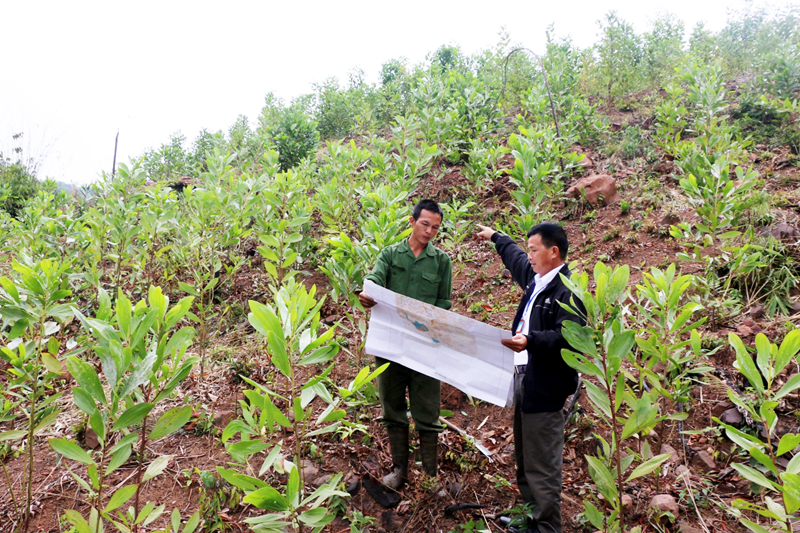 Cán bộ địa chính xã Thanh Sơn, huyện Ba Chẽ rà soát lại diện tích đất rừng mới giao cho gia đình anh Triệu Văn Tuấn, thôn Khe Lọng Ngoài.