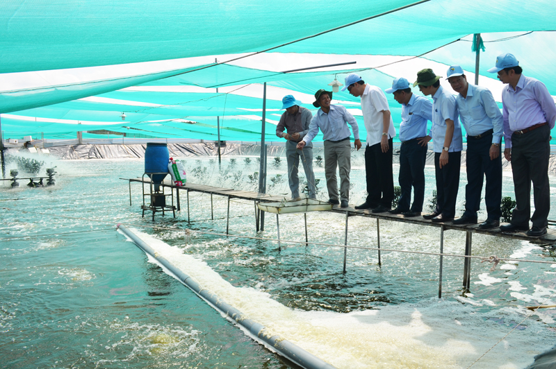 Chủ tịch UBND tỉnh Nguyễn Đức Long tham quan khu nuôi tôm thương phẩm của Công ty Thủy sản N.G tại Cà Mau