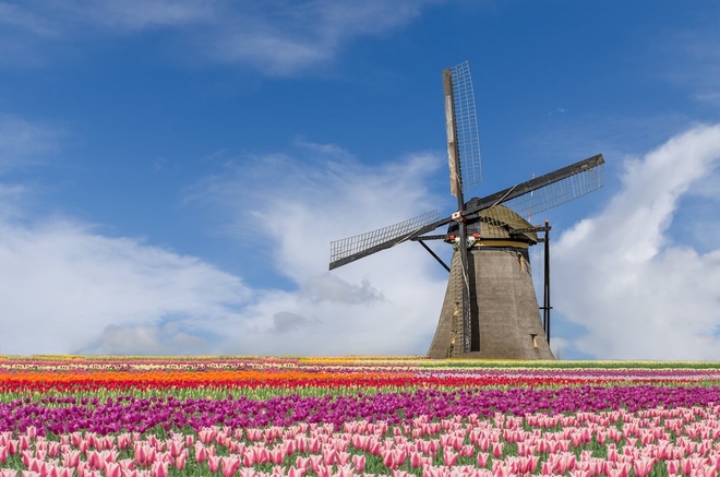 Lễ hội hoa tulip mùa xuân được tổ chức thường niên tại công viên Keukenhof, thị trấn Lisse, cách thủ đô Amsterdam, Hà Lan khoảng 26 km về phía tây bắc. Ảnh: iStock.