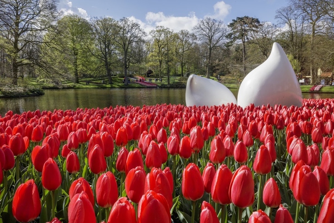 Lễ hội hoa tulip ở Keukenhof vừa là một trong những nơi đẹp nhất trên thế giới để ngắm hoa nở vào mùa xuân, vừa là sự kiện quảng bá lớn cho những người trồng hoa. Ảnh: Keukenof.