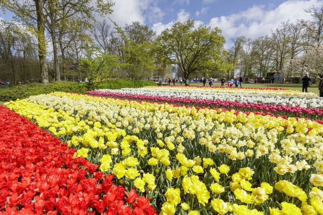 Lễ hội hoa tulip bắt đầu được tổ chức vào năm 1950, khi công viên Keukenhof được mở cửa lần đầu tiên cho du khách tới tham quan. Ảnh: Keukenhof.