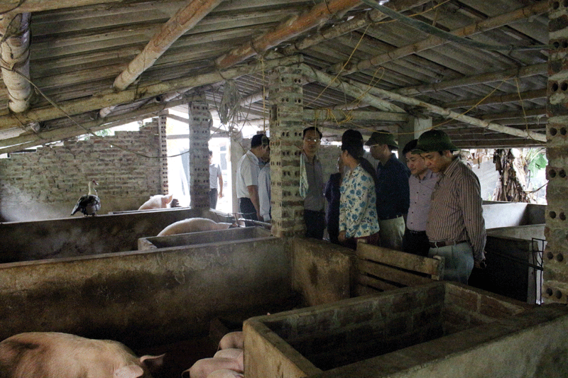 ...thăm mô hình chăn nuôi lợn nái của gia đình anh Đinh Văn San, thôn 3, xã Quảng Sơn