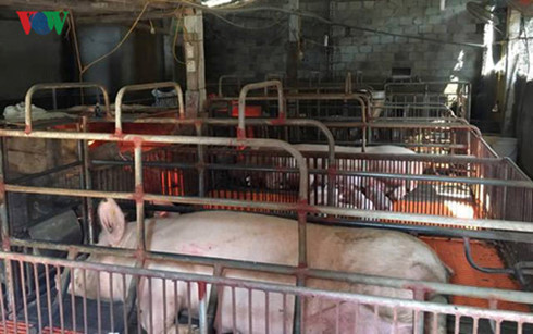 Thị trường thịt lợn ế ẩm, xuất sang Trung Quốc khó khăn, giá lợn xuống thấp khiến người nuôi điêu đứng
