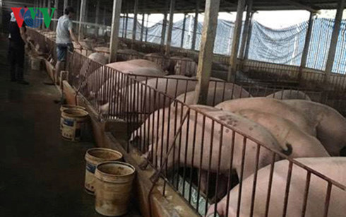 Giá lợn hơi trong nước sụt giảm thê thảm khiến người chăn nuôi điêu đứng