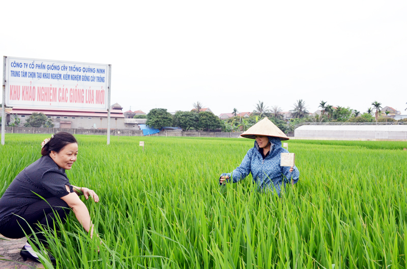 Cán bộ, nhân viên Công ty CP Giống cây trồng Quảng Ninh kiểm tra khu khảo nghiệm các giống lúa mới nhằm phục vụ sản xuất và xây dựng thương hiệu.