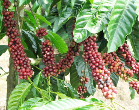 Xuất khẩu cà phê giảm về lượng nhưng tăng về giá trị trong 4 tháng đầu năm 2017. (Ảnh: M.P)