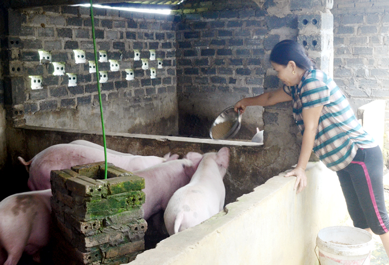 Thịt lợn rớt giá khiến gia đình bà Đỗ Thị Vuốt (thôn Làng Mô, xã Đồn Đạc, huyện Ba Chẽ) khó khăn về tiêu thụ.