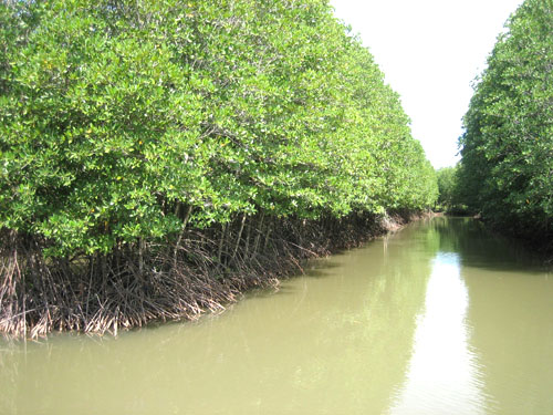 Hệ sinh thái rừng ngập mặn đầm nuôi tôm nhà anh Trần Văn Ninh