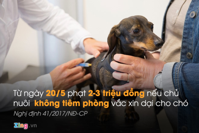 Chủ vật nuôi sẽ bị phạt 2-3 triệu đồng nếu không tiêm vắc xin phòng dại cho chó. Ảnh minh họa: Phượng Nguyễn.