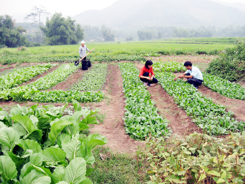Cán bộ Hội Nông dân huyện Bình Liêu hướng dẫn nông dân xã Tình Húc phương pháp trồng rau cho năng suất cao.