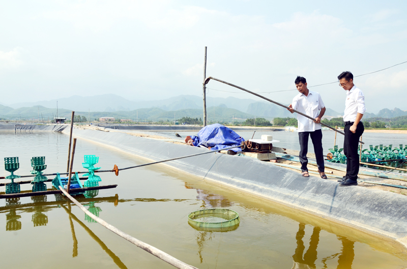 Mô hình nuôi tôm công nghiệp cho hiệu quả kinh tế cao của hộ ông Phạm Văn Thân, thôn Tân Tiến, xã Lê Lợi (huyện Hoành Bồ).