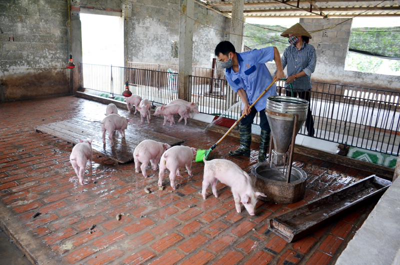 Mô hình kinh tế VAC nuôi lợn, vịt đẻ trứng, cá, trồng cây bưởi da xanh của hộ anh Đào Hữu Tỉnh (thôn 1).