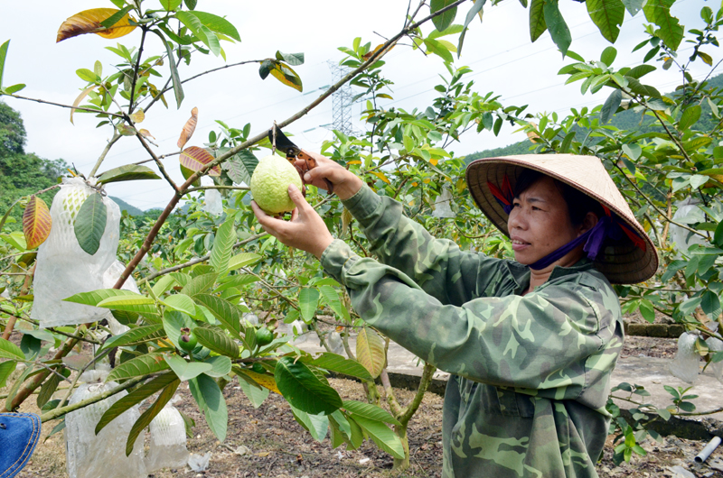 Hộ ông Đinh Mạnh Đới (thôn 1) phát triển 2.000 cây ổi Đài Loan, cho thu nhập từ 150-200 triệu đồng/năm.
